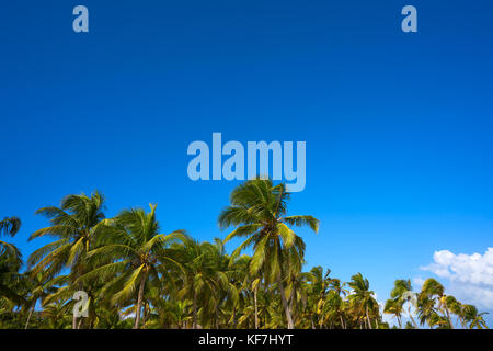 Tulum palmiers jungle sur la plage à Riviera Maya du Mexique Banque D'Images
