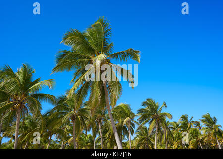 Tulum palmiers jungle sur la plage à Riviera Maya du Mexique Banque D'Images