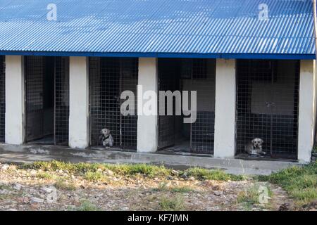 Repetto Noémie / Le pictorium - festival tihar au Népal, Katmandou. culte des chiens à l'école de formation de chiens policiers. - 19/10/2017 - Népal - KATMANDOU / festival tihar au Népal, Katmandou. culte des chiens à l'entraînement de chiens policiers à l'école. Meilleur chien de police de la cérémonie de la police népalaise, ainsi que la cérémonie de la retraite. depuis la fête des lumières ont également eu lieu, la police et les citoyens ont participé à l'adoration de chien comme le veut la tradition. Banque D'Images