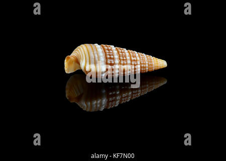 Escargot Cerithidea (annelage horn (Cerithideopsilla) cingulata) sur fond noir, Dubaï, Emirats Arabes Unis. L2,4xW1x0,75cm Banque D'Images