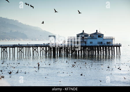 États-unis, Californie, Malibu, un homme paddleboards à travers des pélicans et des mouettes en face de la jetée à Malibu surfrider beach Banque D'Images