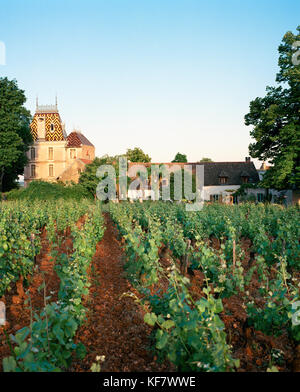 Aloxe-corton, FRANCE, Bourgogne, vignoble et la villa Louise, dans la petite ville d'aloxe-corton Banque D'Images