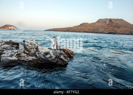 Îles Galapagos, Equateur, sombrero chino islet, Galapagos penguin plonge dans le dernier de l'après-midi soleil hors de l'extrémité sud de Santiago est Banque D'Images