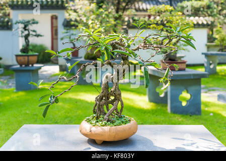 Bonsai arbre dans un pot sur une table en pierre Banque D'Images