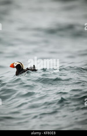 Usa, Alaska, Sitka, une nage de macareux et plonge pour le poisson, l'île saint lazaria, baie Sitka Banque D'Images