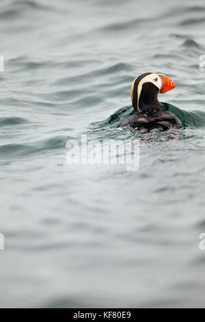 Usa, Alaska, Sitka, une nage de macareux et plonge pour le poisson, l'île saint lazaria, baie Sitka Banque D'Images