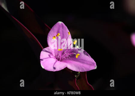 Close up de rose-violet tradescantia pallida fleur Banque D'Images