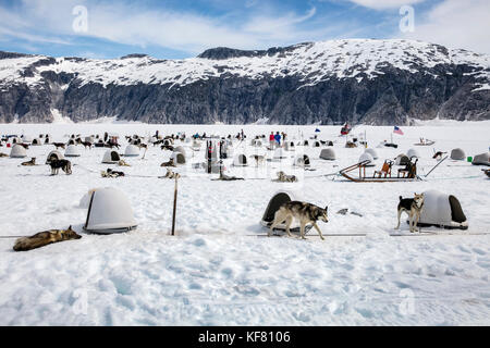 Usa, Alaska, Juneau, les chiens se préparent à leur tour, tour en traîneau à chiens d'hélicoptère vous vole sur le glacier à l'helimush taku camp chien à guardian pe Banque D'Images