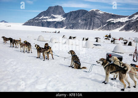 Usa, Alaska, Juneau, les chiens se préparent à leur tour, tour en traîneau à chiens d'hélicoptère vous vole sur le glacier à l'helimush taku camp chien à guardian pe Banque D'Images