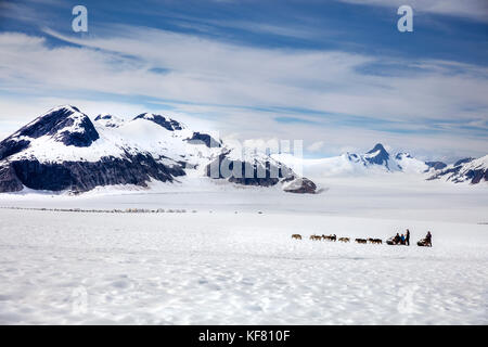 Usa, Alaska, Juneau, les chiens courir sur la montagne gardien ci-dessous juneau icefield helicopter tour en traîneau à chiens, vous vole sur le glacier à l'helimush taku Banque D'Images