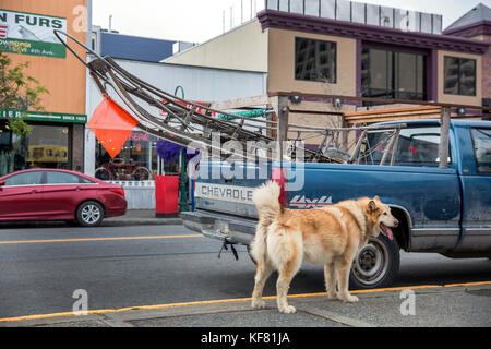 Usa, Alaska, Anchorage, musher iditarod, Rod Perry, a couru dans la première iditarod, l'Iditarod est l'un des plus grandes courses de chiens de traîneau Banque D'Images