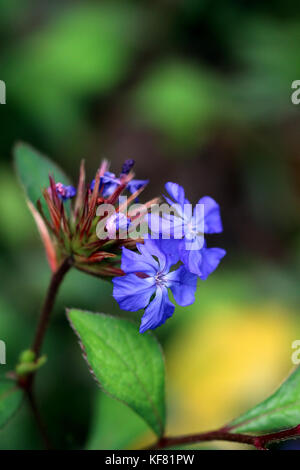 Fleurs bleues de Ceratostigma willmottianum Banque D'Images