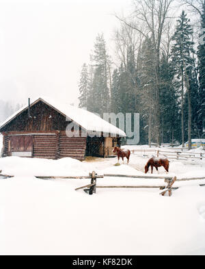 Canada, bc rockies, chevaux et grange dans la neige en hiver à Fernie Banque D'Images