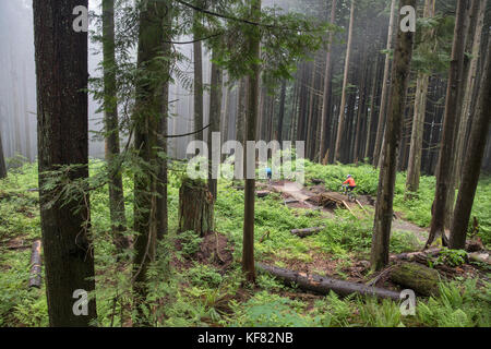 Canada, Vancouver, Colombie-Britannique, Andrew Baker et jordi morros vtt dans la forêt tropicale dans le brouillard à north vancouver Banque D'Images