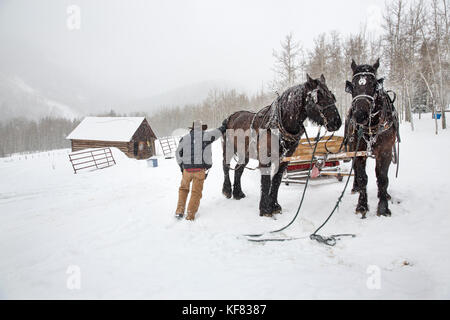 Usa, Colorado, le tremble, le Wrangler mike lewindowski obtient ses chevaux prêts pour une promenade en traîneau, Pine Creek cookhouse, Ashcroft Banque D'Images