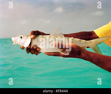 Fidji, un homme détient un Bonefish dans le Nord de l'Îles Lau Banque D'Images
