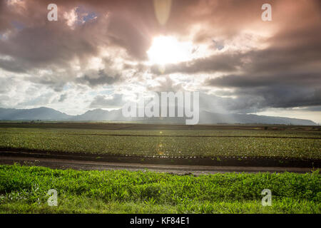 Usa, Oahu, Hawaii, en regardant les champs de l'ananas kamehameha highway sur la côte-nord près de haliewa Banque D'Images