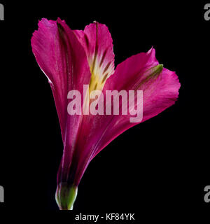 Un plan macro sur une fleur alstroemeria isolé sur un fond noir. Banque D'Images