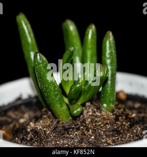 Un plan macro sur une plante grasse dans un pot blanc sur fond noir. Banque D'Images