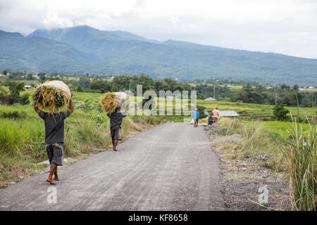 L'Indonésie, flores, les hommes faire récolte de riz vers le bas aux pieds nus un chemin de terre en narang village Banque D'Images