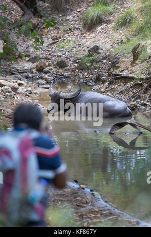 L'Indonésie, flores, un buffle refroidit dans un bassin peu profond, East Nusa Tenggara, le parc national de Komodo, rinca island Banque D'Images