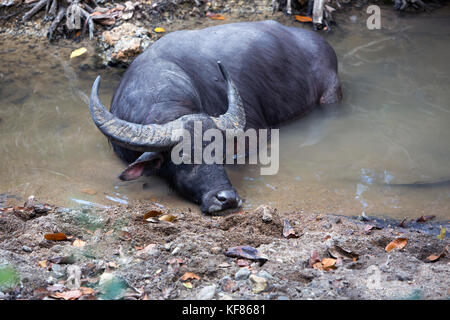 L'Indonésie, flores, un buffle refroidit dans un bassin peu profond, East Nusa Tenggara, le parc national de Komodo, rinca island Banque D'Images