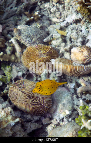 L'Indonésie, flores, une boîte jaune poisson nage près d'un récif à tembang island au large de la côte de riung Banque D'Images
