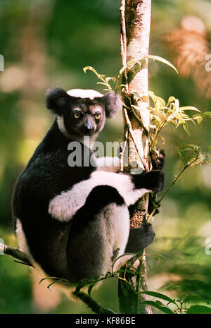 Madagascar, l'Indri Indri lemur assis dans un arbre, parc national analamazaotra Banque D'Images