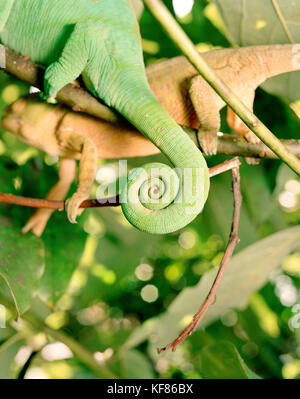 Madagascar, chameleon, Queue enroulée fermer-upmadagascar caméléon, queue, close-up, mandraka reptile park, tana Banque D'Images