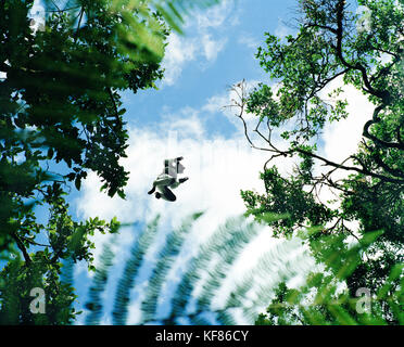 Madagascar, l'Indri Indri lemur sautant d'arbre en arbre, parc national analamazaotra Banque D'Images