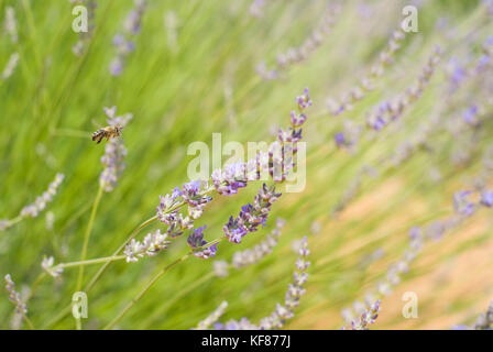 Champ de lavande de valensol en provence avec les abeilles butineuses Banque D'Images