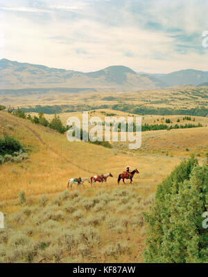 Usa, Montana, wrangler conduisant les chevaux à travers le paysage, Gallatin National forest, emigrant Banque D'Images