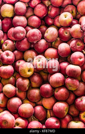 Caisse de pommes McIntosh à produire un stand, Randolph, Cattaraugus Co., NY Banque D'Images