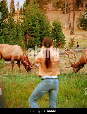 Usa, Wyoming, photographiant le wapiti, le parc national de Yellowstone Banque D'Images