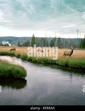 Usa, Wyoming, le wapiti le pâturage dans le domaine par la rivière firehole, Yellowstone National Park Banque D'Images