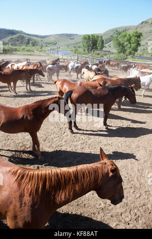 Usa, Wyoming, du cantonnement, le cheval à un ranch dans un corral et attendre d'aller sur les sentiers, abara ranch Banque D'Images