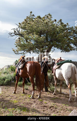 Usa, Wyoming, du cantonnement, un wrangler détient deux chevaux par les rênes, abara ranch Banque D'Images