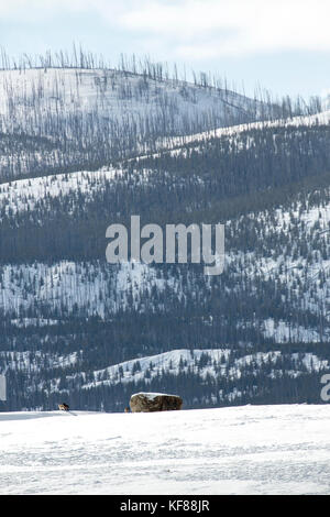 Usa, Wyoming, Yellowstone National Park, une meute de loups errent autour d'une arête sur plateau blacktail deer Banque D'Images