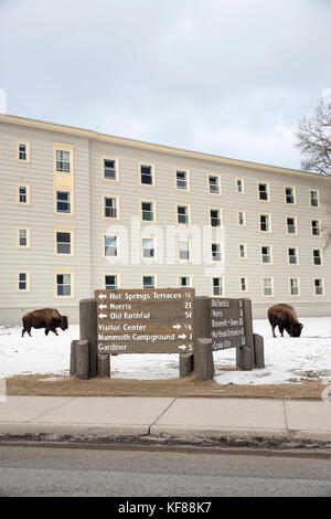 Usa, Wyoming, Yellowstone National Park, paissent en avant du Mammoth Hot Springs hotel Banque D'Images