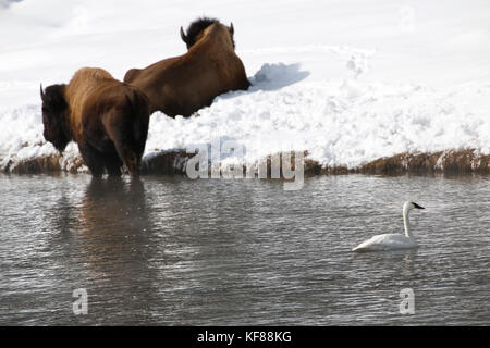 USA, Wyoming, Parc national de Yellowstone, un cygne trompette naque près du bison sur la rivière Firehole Banque D'Images