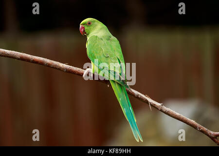 Bague rose perruche Banque D'Images