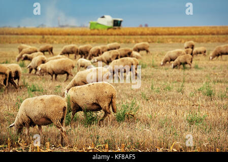 Troupeau de moutons paissant sur les chaumes de blé champ, grand groupe d'animaux de ferme laitière dans le pré Banque D'Images