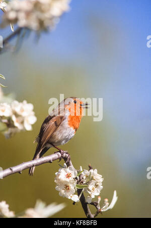 European robin (Erithacus rubecula aux abords), chant au printemps sur blossom tree, Regents Park, Londres, Royaume-Uni Banque D'Images