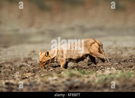 Indian jackal, Canis aureus indicus, parc national de Keoladeo ghana, bharatpur, Rajasthan, Inde Banque D'Images