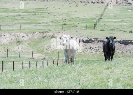 Le bétail sur les pâturages ouverts en milieu rural au Colorado Banque D'Images