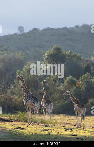 Girafe, botlierskop Private Game Reserve, Western Cape, Afrique du Sud Banque D'Images