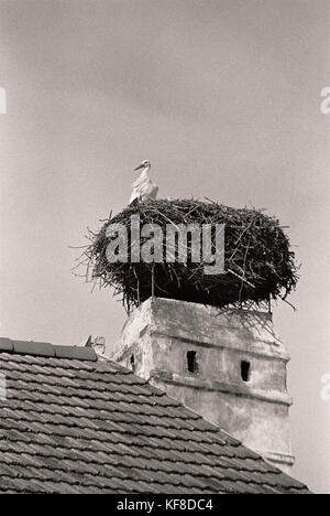 L'Autriche, la rouille, un nids de cigognes dans une cheminée sur le toit dans le centre de la ville, le Burgenland (b&w) Banque D'Images