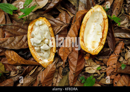 Belize, Punta Gorda, village de san pedro de la Colombie, une fève de cacao pod ouvert sur le sol de la jungle, l'agouti ferme de cacao Banque D'Images