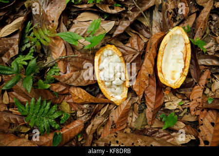 Belize, Punta Gorda, village de san pedro de la Colombie, une fève de cacao pod ouvert sur le sol de la jungle, l'agouti ferme de cacao Banque D'Images