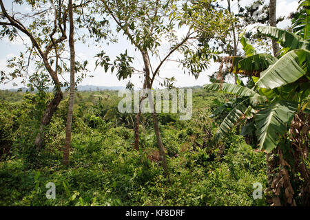 Belize, Punta Gorda, village de san pedro de la Colombie, une vue de la jungle à la ferme de cacao agouti Banque D'Images